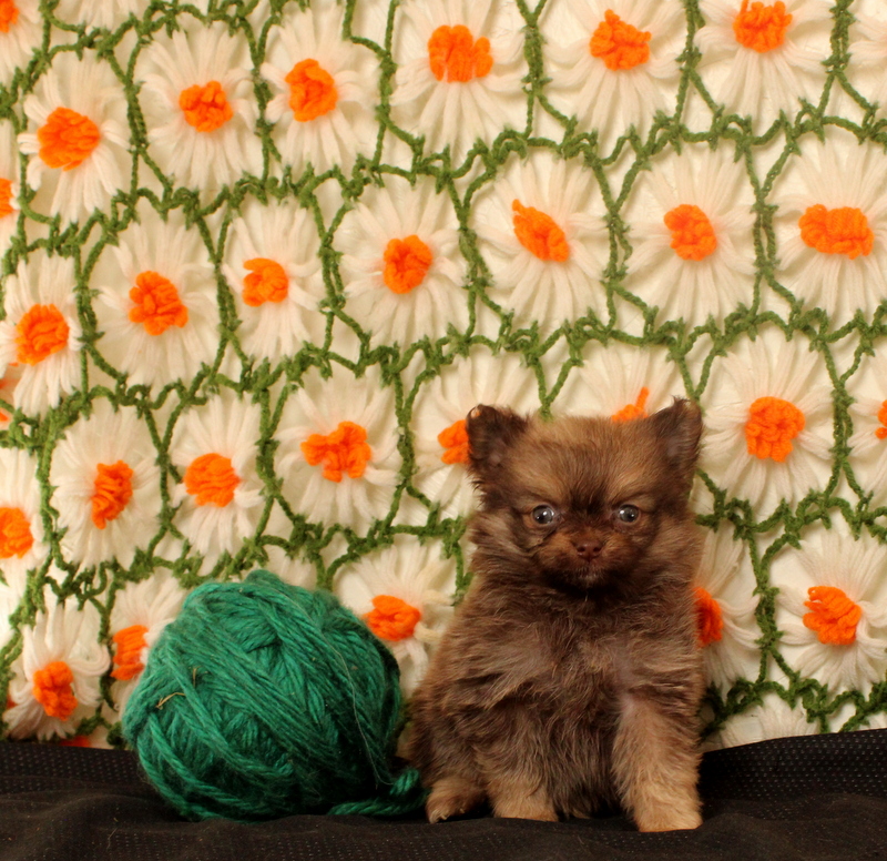 puppy, for, sale, Pomeranian, Matthew B. Stoltzfus, dog, breeder, Gap, PA, dog-breeder, puppy-for-sale, forsale, nearby, find, puppyfind, locator, puppylocator, aca